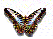 Butterfly1-AnimationCreations.gif